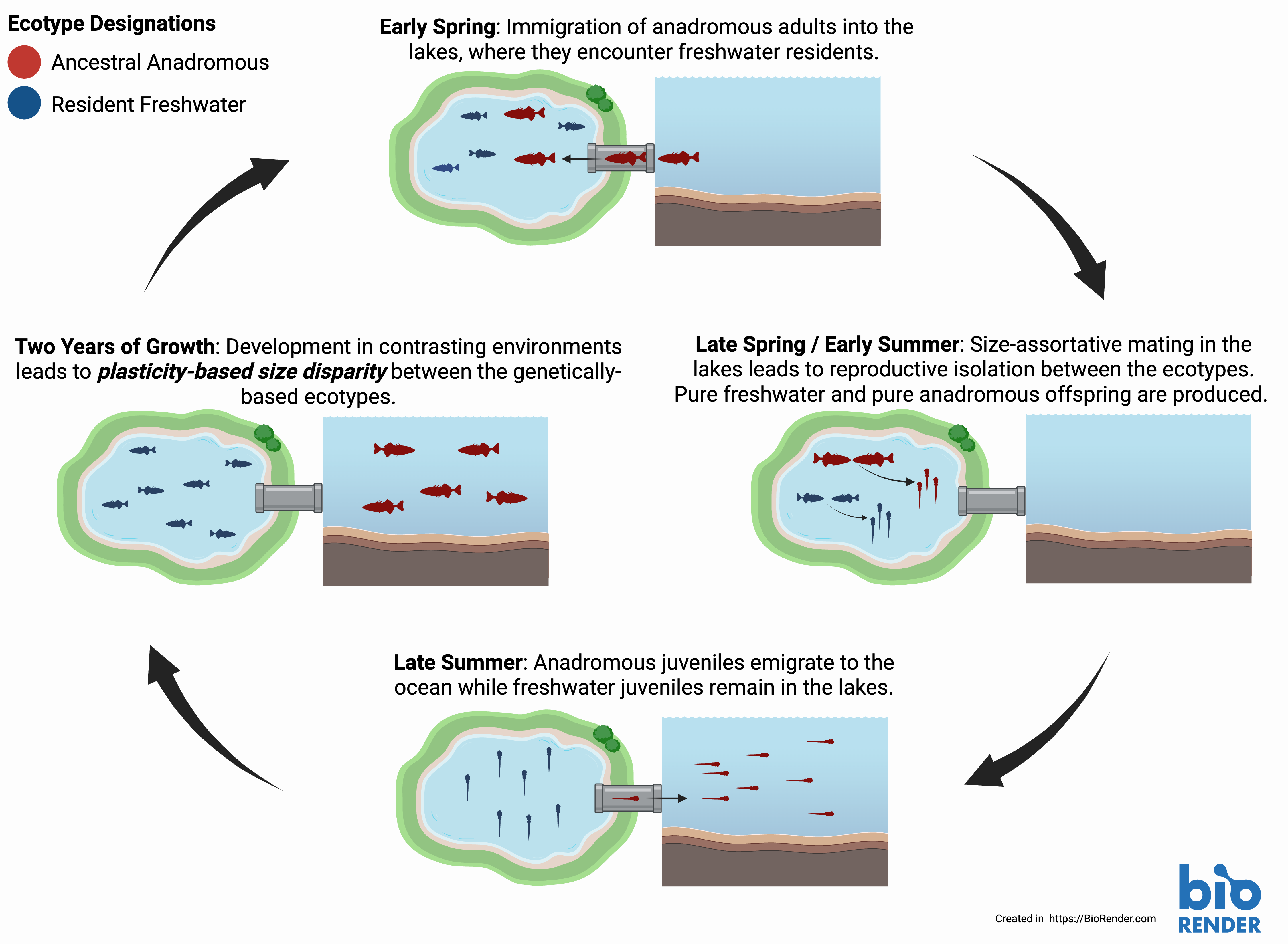 Visual model of our primary hypothesis