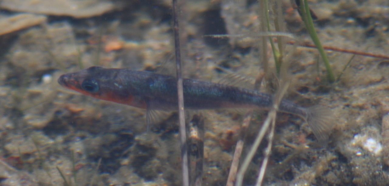 Photo of a male threespine stickleback fish, with breeding coloration